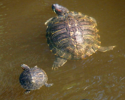 [Two turtles, one four times as larger as the ther, swim beside each other (smaller turtle is off the back left side of the larger one). Both have their head and limbs going the same direction. Heads are turned to the left.]